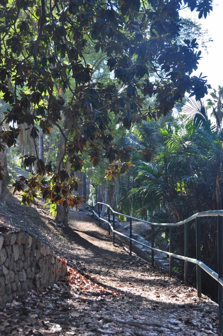 on the Palm Canyon Trail
